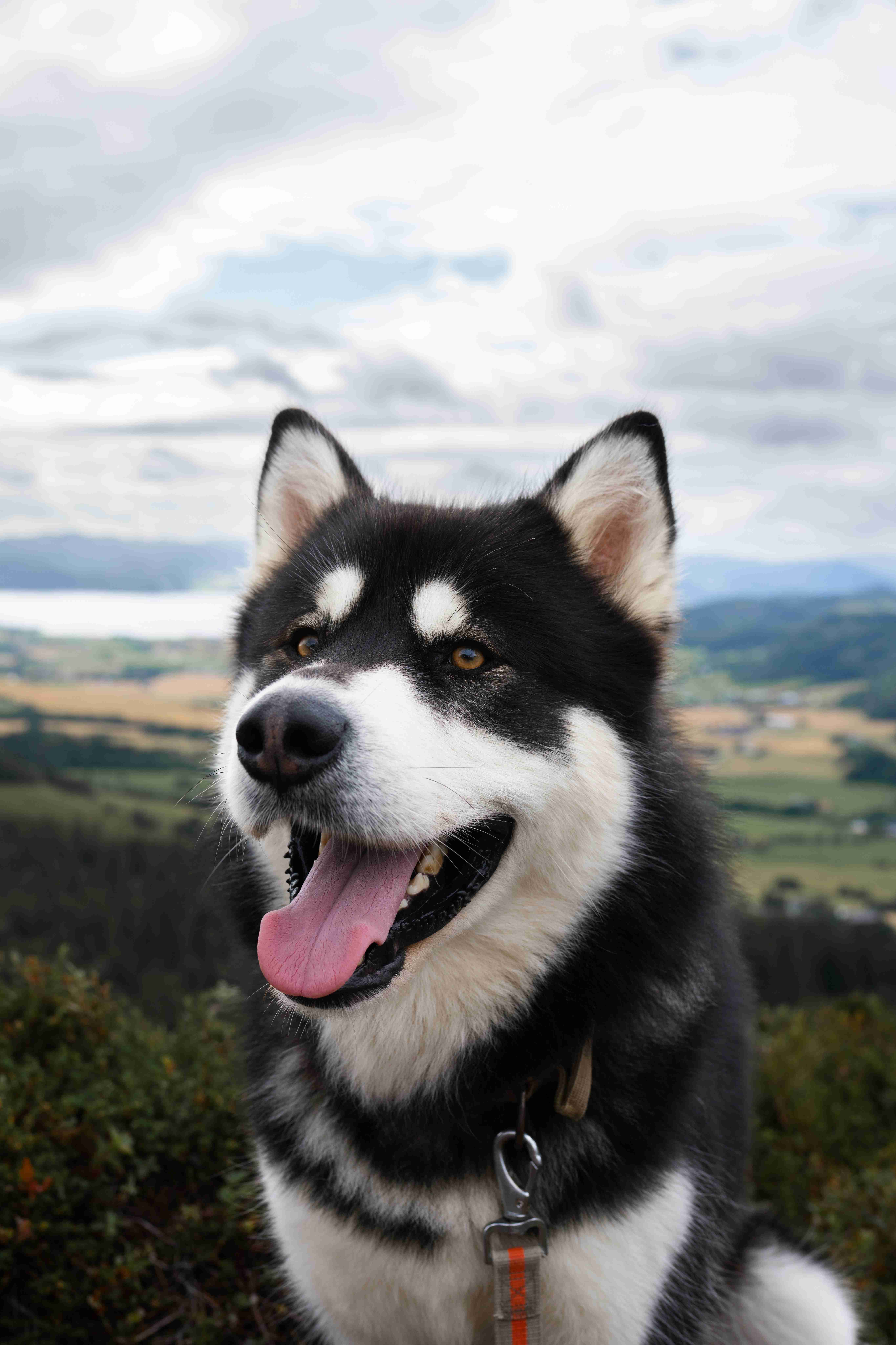 Unleashing the Truth: Do Alaskan Malamutes Bark or Howl More Often?